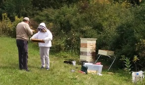 A bee keeper inspecting a tray from the hive