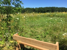 Wooden memorial bench facing out across the Friends Prairie