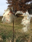 Up close photo of open milkweed pods with silky seeds ready to fly on the next gust of wind