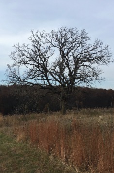 Lone Oak on the Prairie