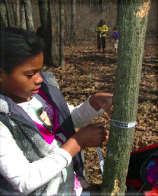 A girl has wrapped a tape measure around a tree trunk to figure out the circumference and diameter
